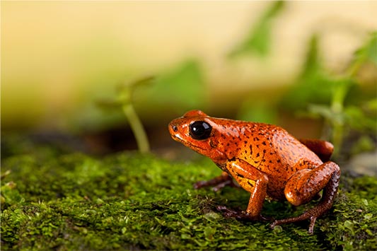 Panama voyage grenouille des fraises Oophaga