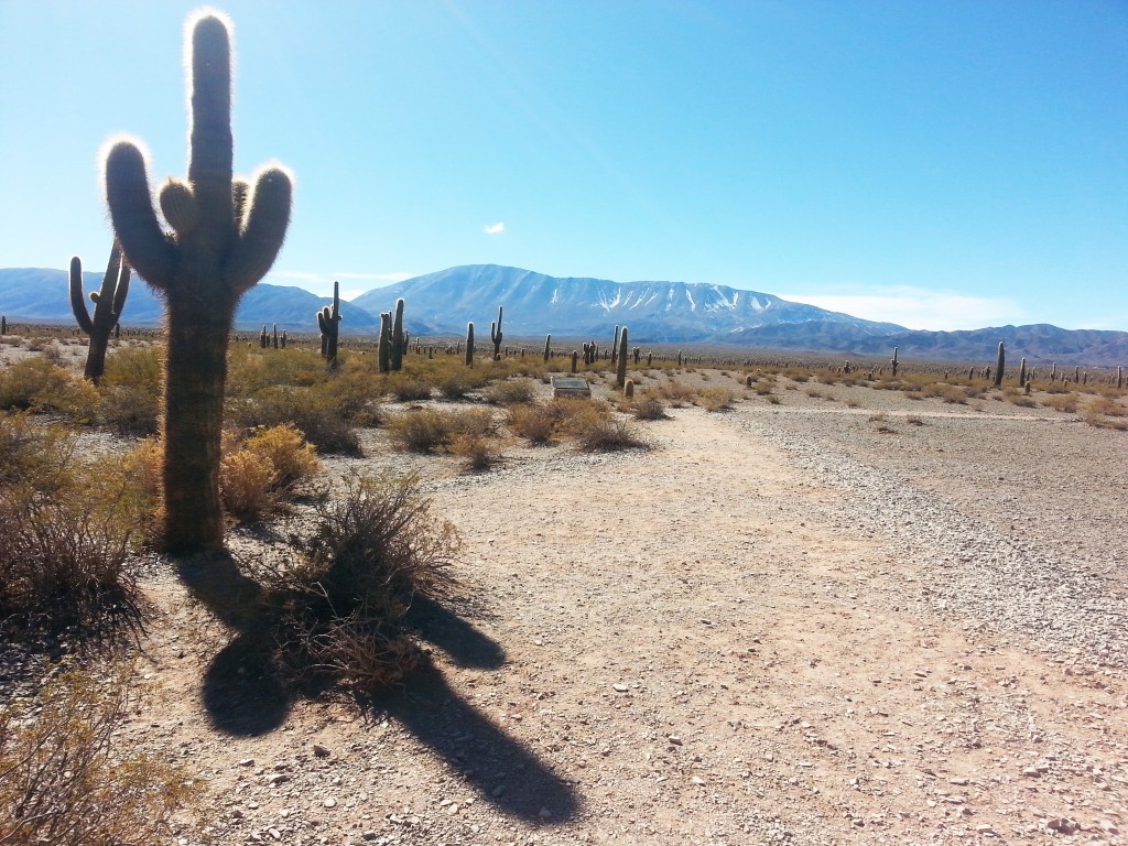 TIERRA_LATINA-Voyage-Sur-Mesure_Argentine_Parc-de-los-Cardones