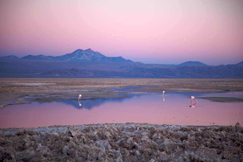 Chili voie lactee dans le desert Atacama