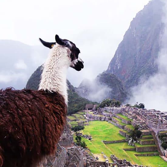 pérou lama machu picchu