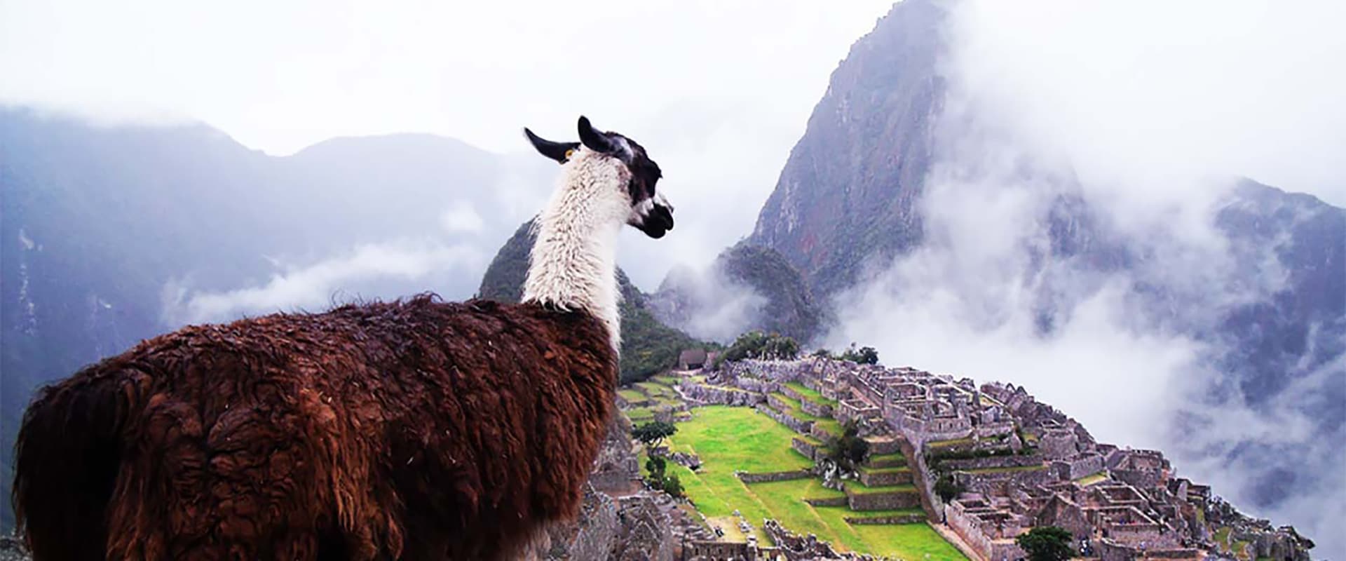 pérou lama machu picchu