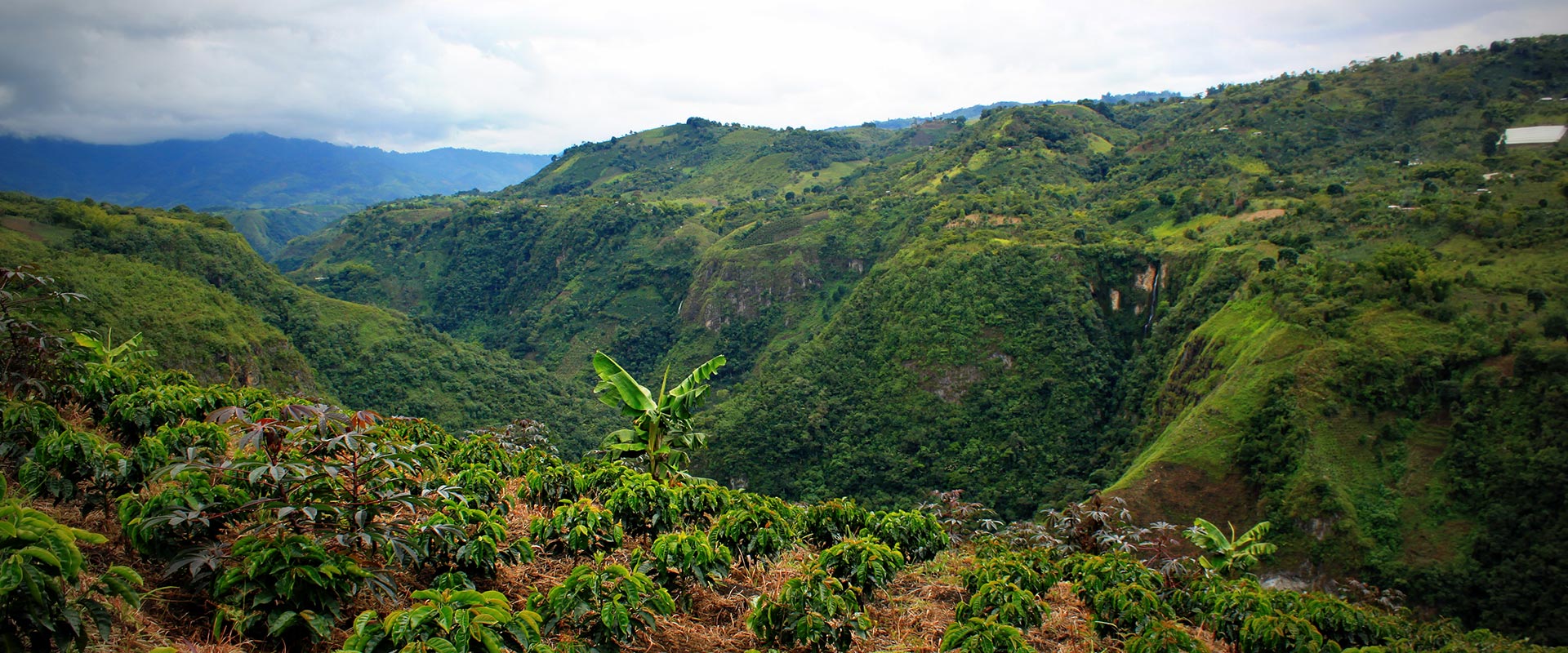 colombie san agustin culture café montagne verdoyant nature