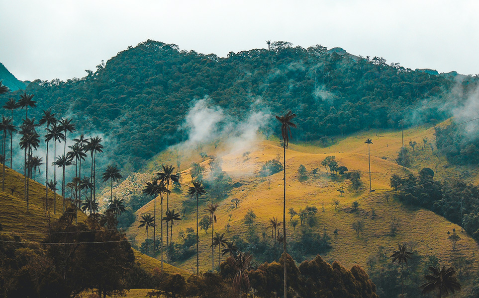 voyage-colombie-cocora-salento-fernanda-fierro-unsplash