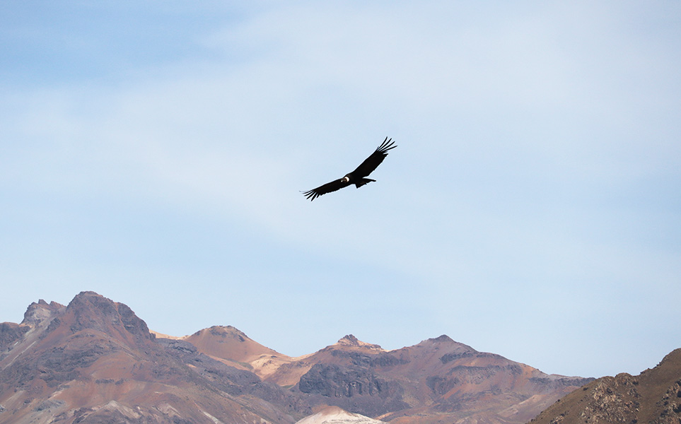 voyage-perou-canyon-colca-marine-bretaudeau