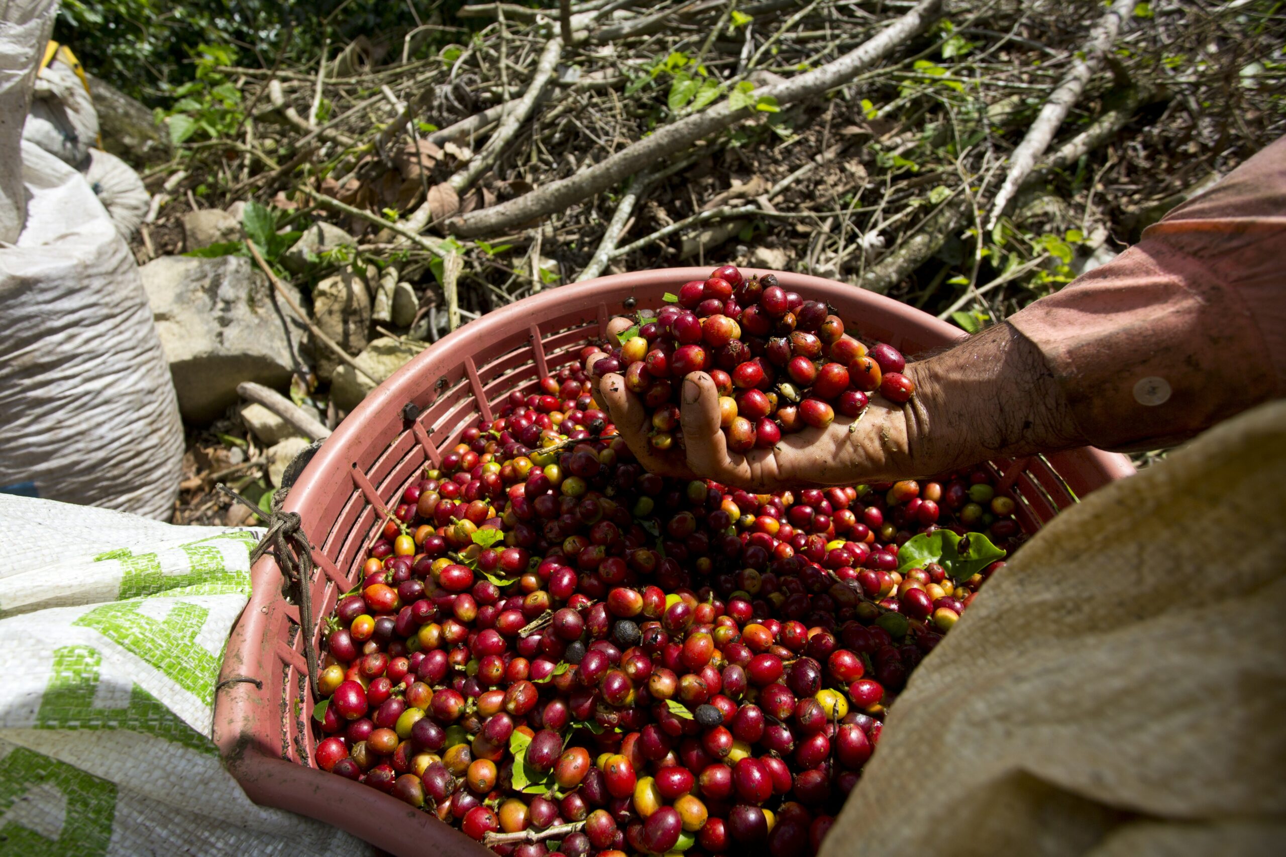 costa-rica-visite-en-ligne-en-direct-cafe