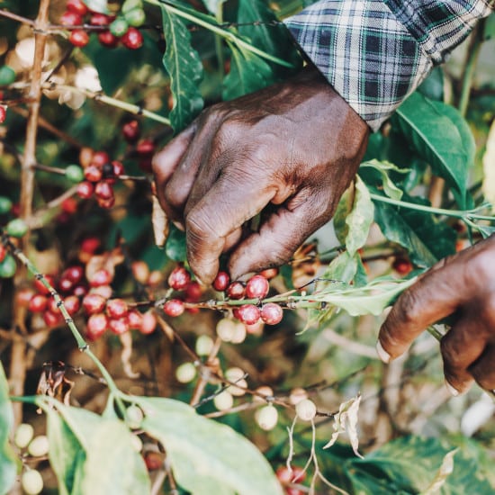 circuit-guatemala-pexels-og-mpango-plantation-cafe-unsplash