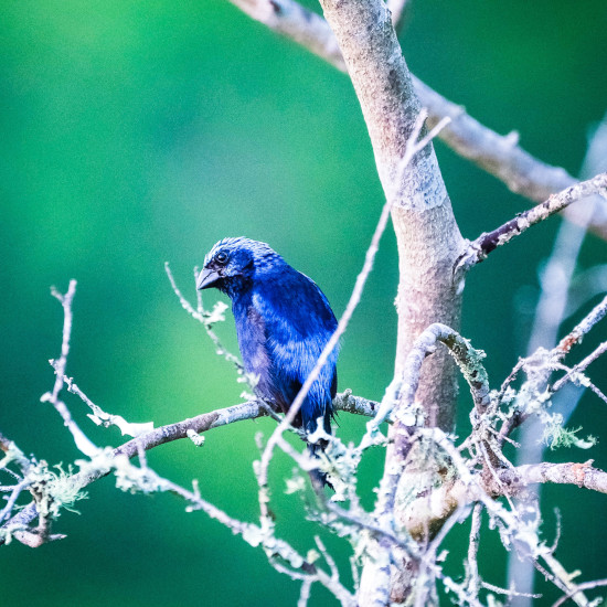 circuit-guatemala-trek-tintal-dimitry-b-unsplash