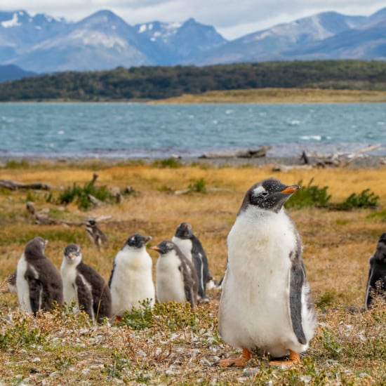 voyage-en-petit-groupe-argentine-et-chili-ushuaia-agus-buscaglia-unsplash/