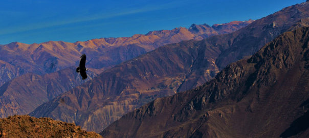 condor vallee du colca perou voyage