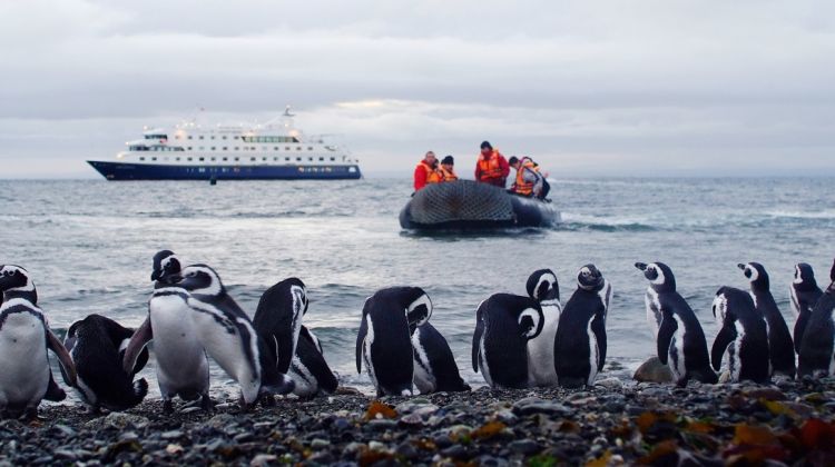 patagonia australis pingouin bateau