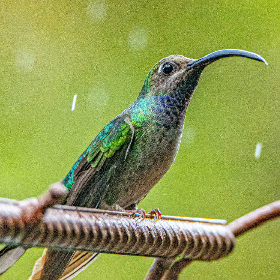 tierra-latina-mana5280-oiseau-faune-costa-rica