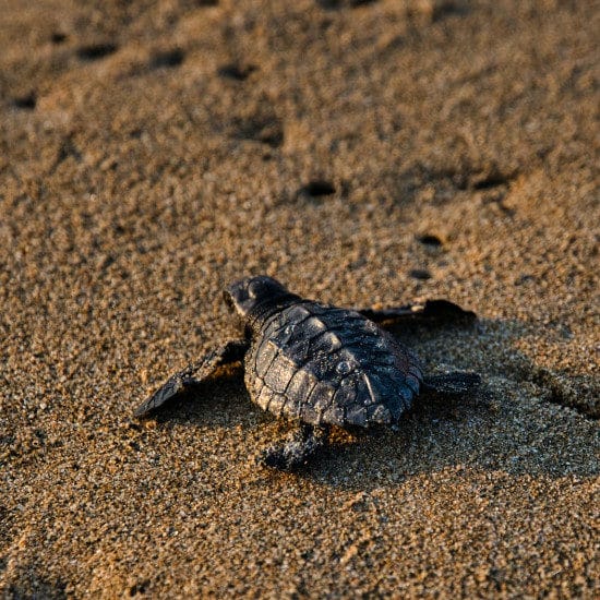 tierra-latina-marco-bicca-tortue-costa-rica