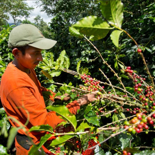 tierra-latina-visite-guidée-en-ligne-en-direct-costa-rica