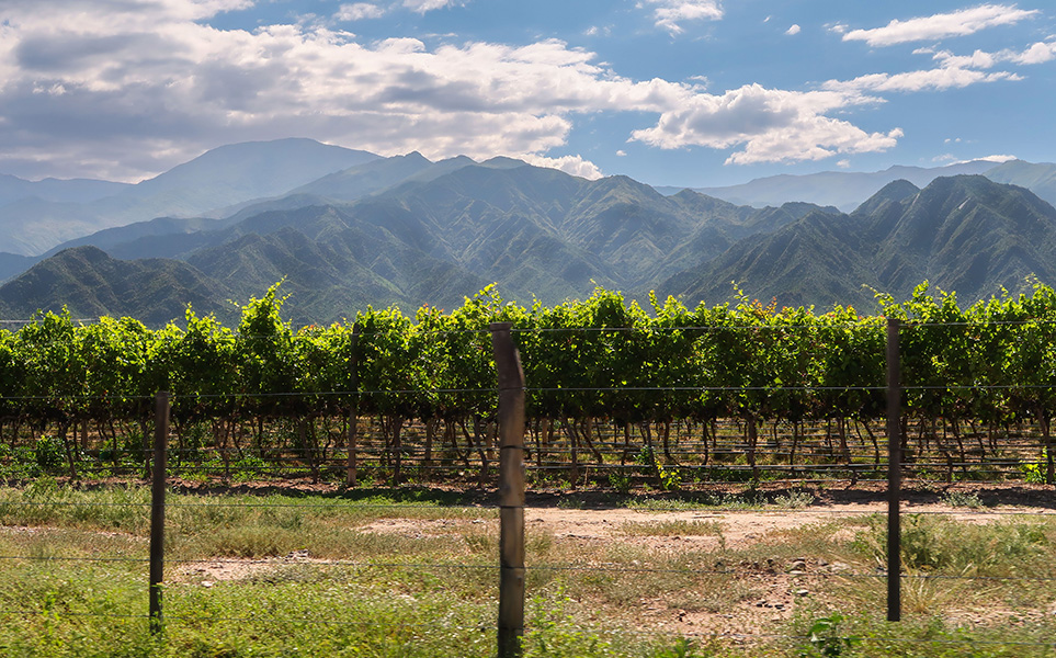 vignoble-cafayate-hector-ramon-perez-unsplash