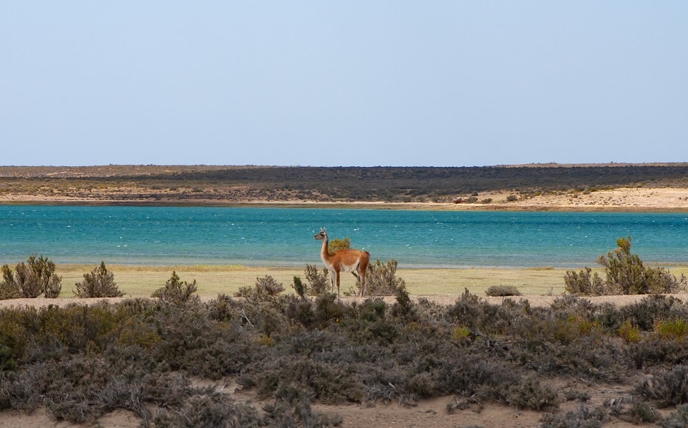 voyage-argentine-guanaco-bahia-bustamente-francisco-paez-flickr