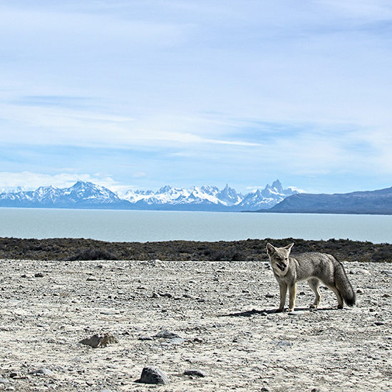 voyage-argentine-patagonie-route40-aquiles-carattino-unsplash