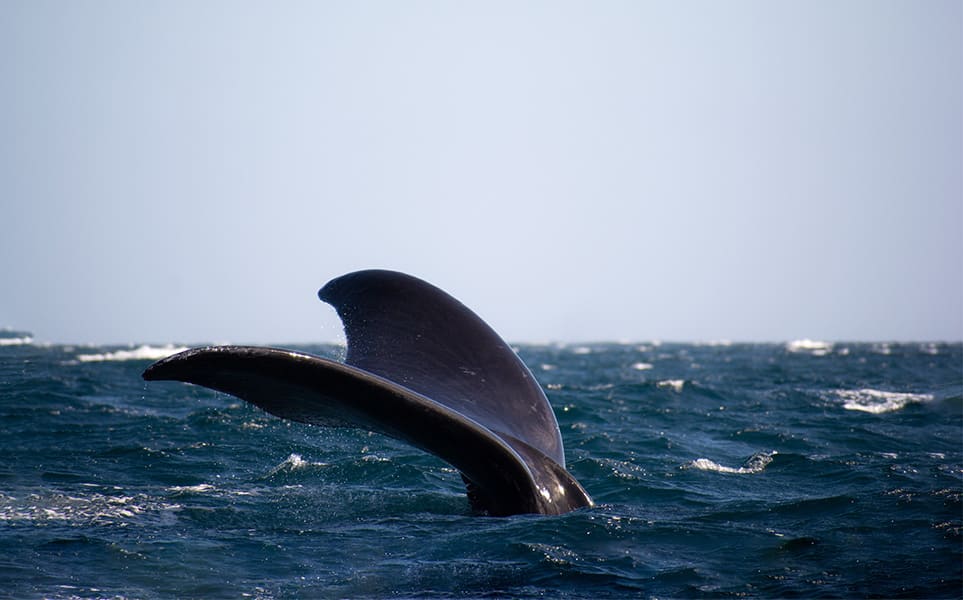 voyage-argentine-puerto-madryn-baleine-domie-sharpin-unsplash