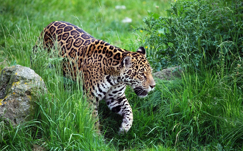 voyage-brésil-jaguar-pantanal-publicdomainpictures-pixabay-963