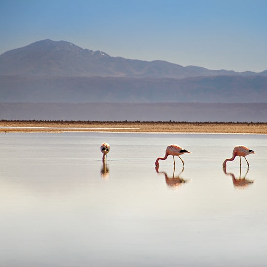 voyage-chili-groupe-atacama-chaxa-alex-wolowiecki