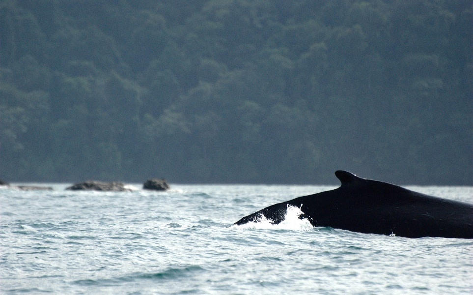voyage-colombie-bahia-solano-plage-baleine-luis-alejandro-bernal-romero-flickr-963
