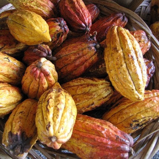 voyage-equateur-cacao-forest-and-kim-starr-flickr-550