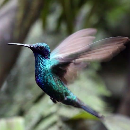 voyage-equateur-colibri-mindo-2-harald 65-flickr-550