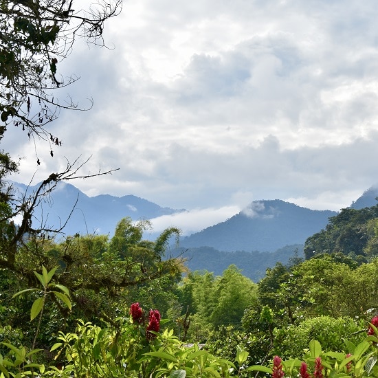 voyage-equateur-forêt-de-mindo-not-so-dusty-flickr-550