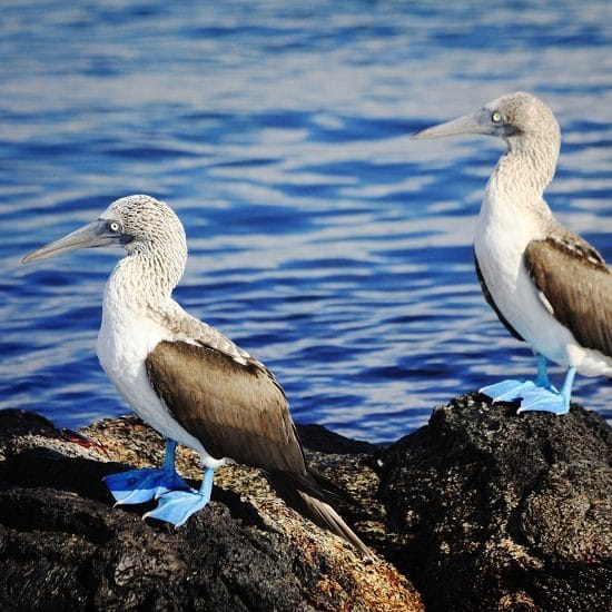 voyage-equateur-galapagos-fous-a-pieds-bleus-discover-corps-flickr-550.jpg