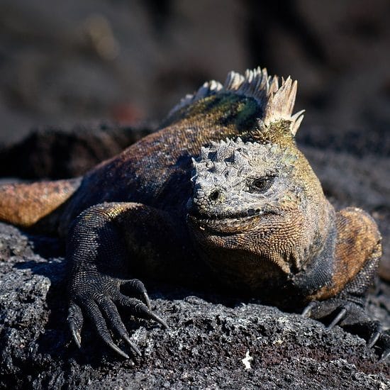 voyage-equateur-galapagos-iguane-pedro-szekely-flickr-550