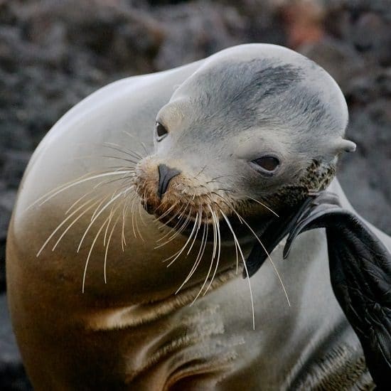 voyage-equateur-galapagos-lion-de-mer-pedro-szekely-flickr-550