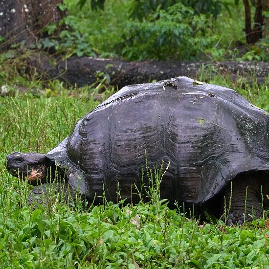 voyage-equateur-galapagos-tortue-pedro-szekely