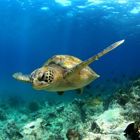 voyage-equateur-galapagos-tortue-sous-l-eau-discover-corps-flickr-550