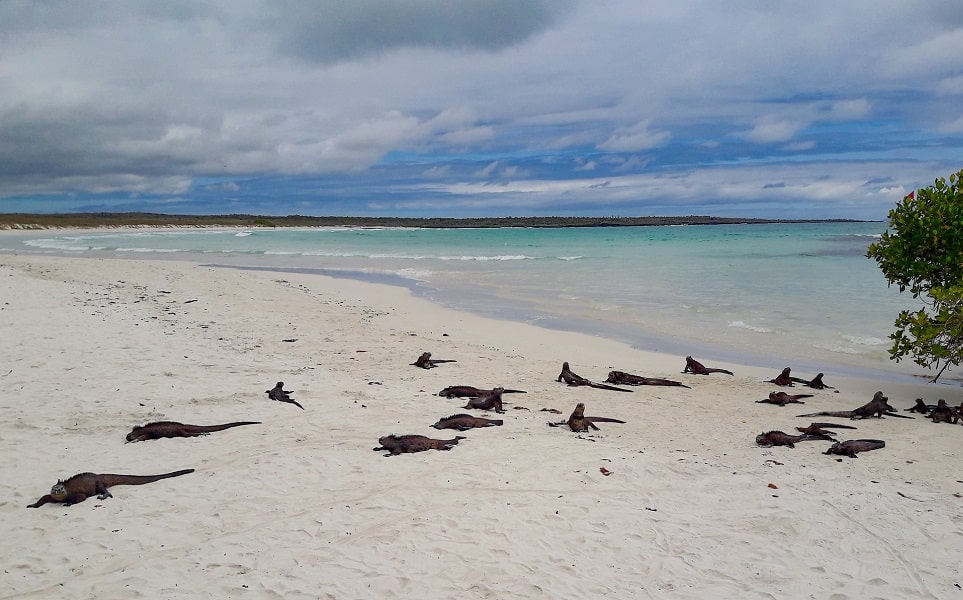 voyage-equateur-galapagos-tortuga-bay-iguanes-plage-david-ceballos-flickr