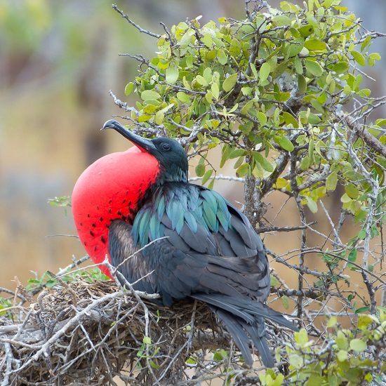 voyage-equateur-ile-de-seymour-galapagos-fregate-kuhnmi