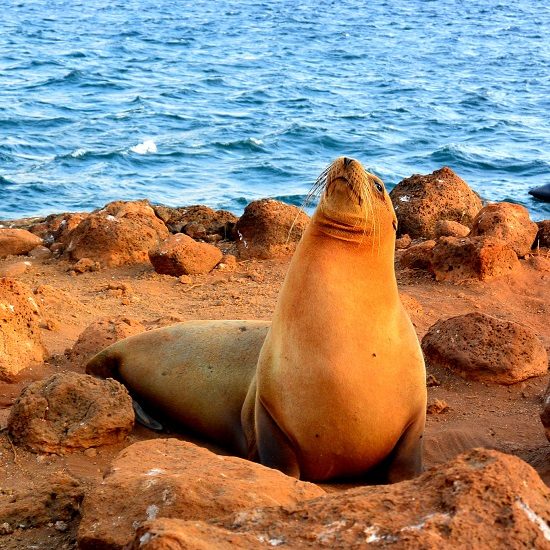 voyage-equateur-ile-de-seymour-galapagos-lion-de-mer-john-solaro