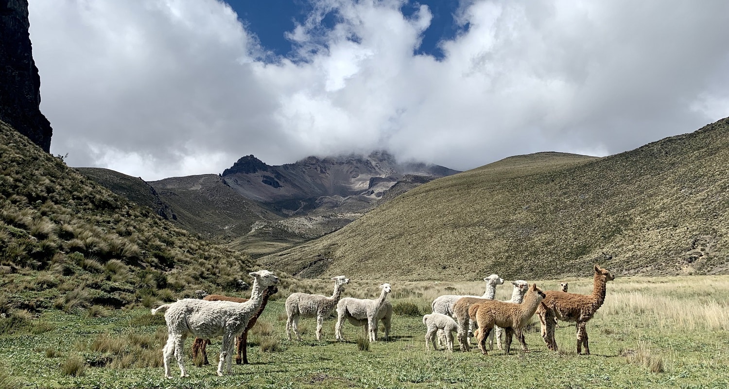 voyage-equateur-lamas-volcan-chimborazo-alice-torquet