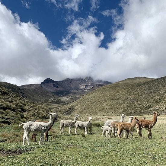 voyage-equateur-lamas-volcan-chimborazo-alice-torquet-550