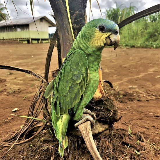 voyage-equateur-perroquet-amazonie-alice-torquet