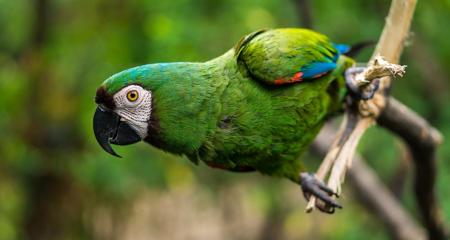 voyage-equateur-perroquet-amazonie-d-fenix249-pixabay