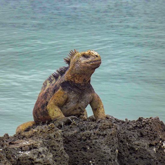 voyage-equateur-tortuga-bay-galapagos-iguane-david-ceballos
