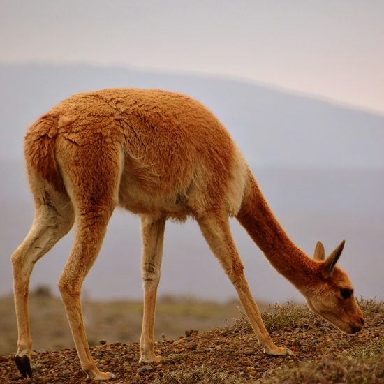 voyage-equateur-vigogne-chimborazo-carine06-flickr-550