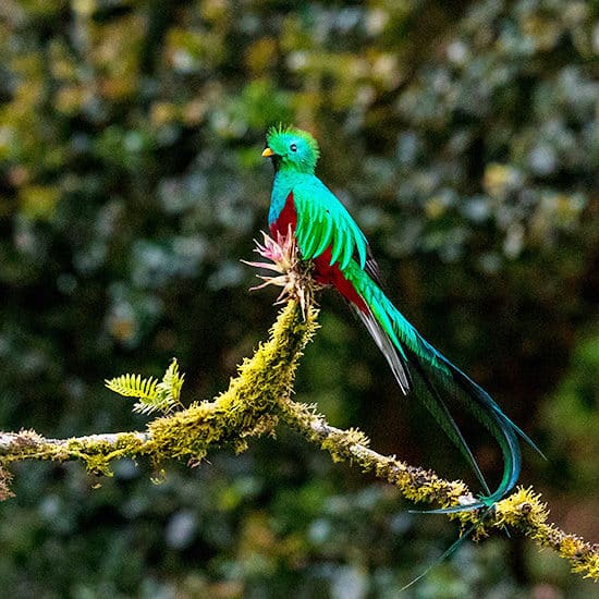 voyage-mexique-en-famille-quetzal-zdenek-machacek-unsplash