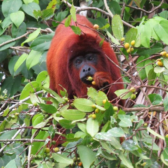 voyage-perou-amazonie-singe-cortomalteslodge-550