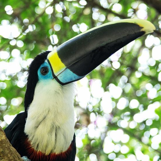 voyage-perou-amazonie-toucan-cortomalteslodge-550