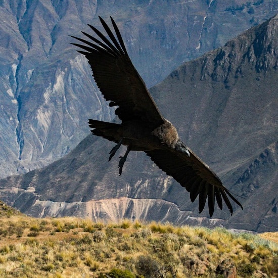 voyage-perou-colca-condor-josibo-550