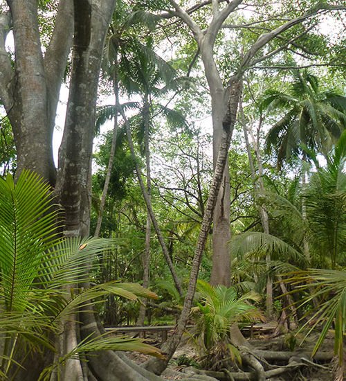 colombie tayrona forêt vierge palmier nature