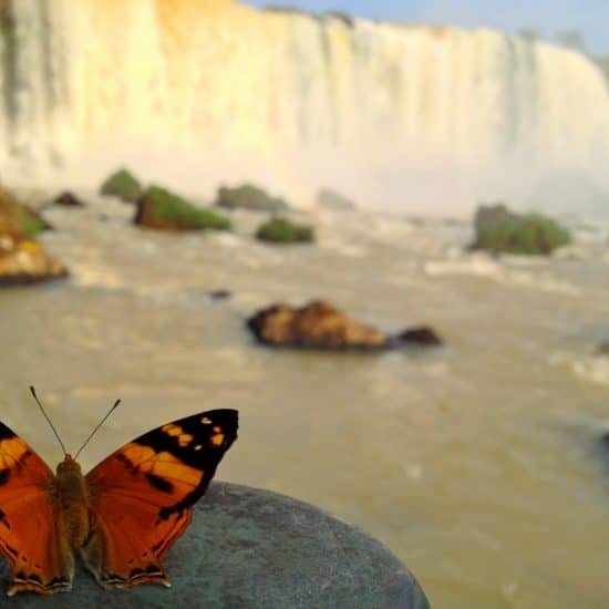 argentine parc national chute iguazu nature luxuriante verdoyant merveille proximité curiosité flore unesco patrimoine papillon