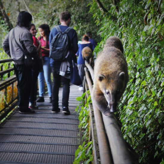 argentine parc national chute iguazu nature luxuriante verdoyant merveille proximité curiosité coati animal faune