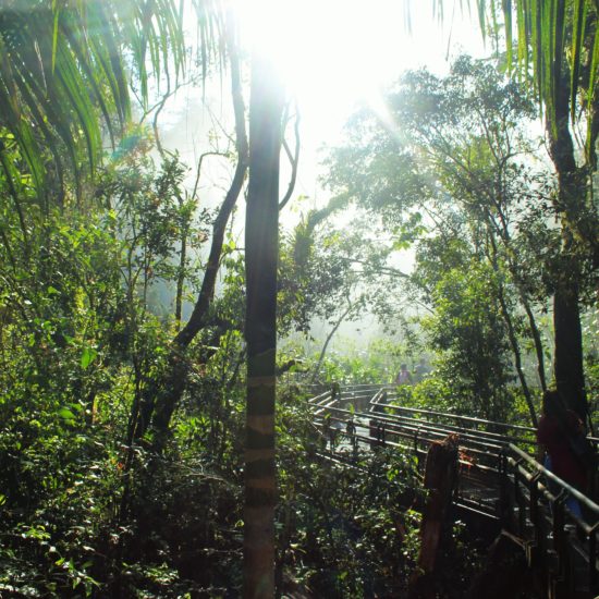 argentine Chutes Iguazu jungle immersion palmiers unesco parc national nature immersion passerelle