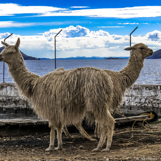 bolivie lama